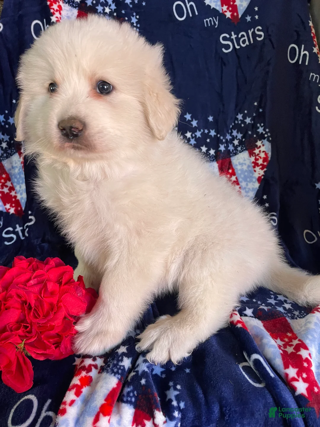 Great Pyrenees dogs for sale: Otis - Ad 4