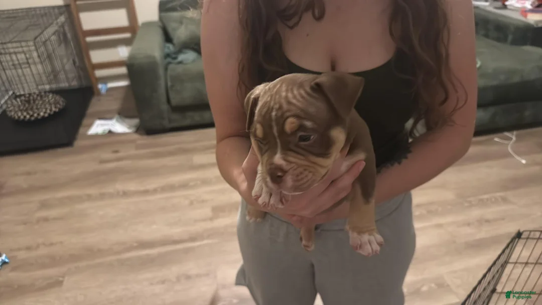 American Bully dogs for sale: Male 4 - Ad 2