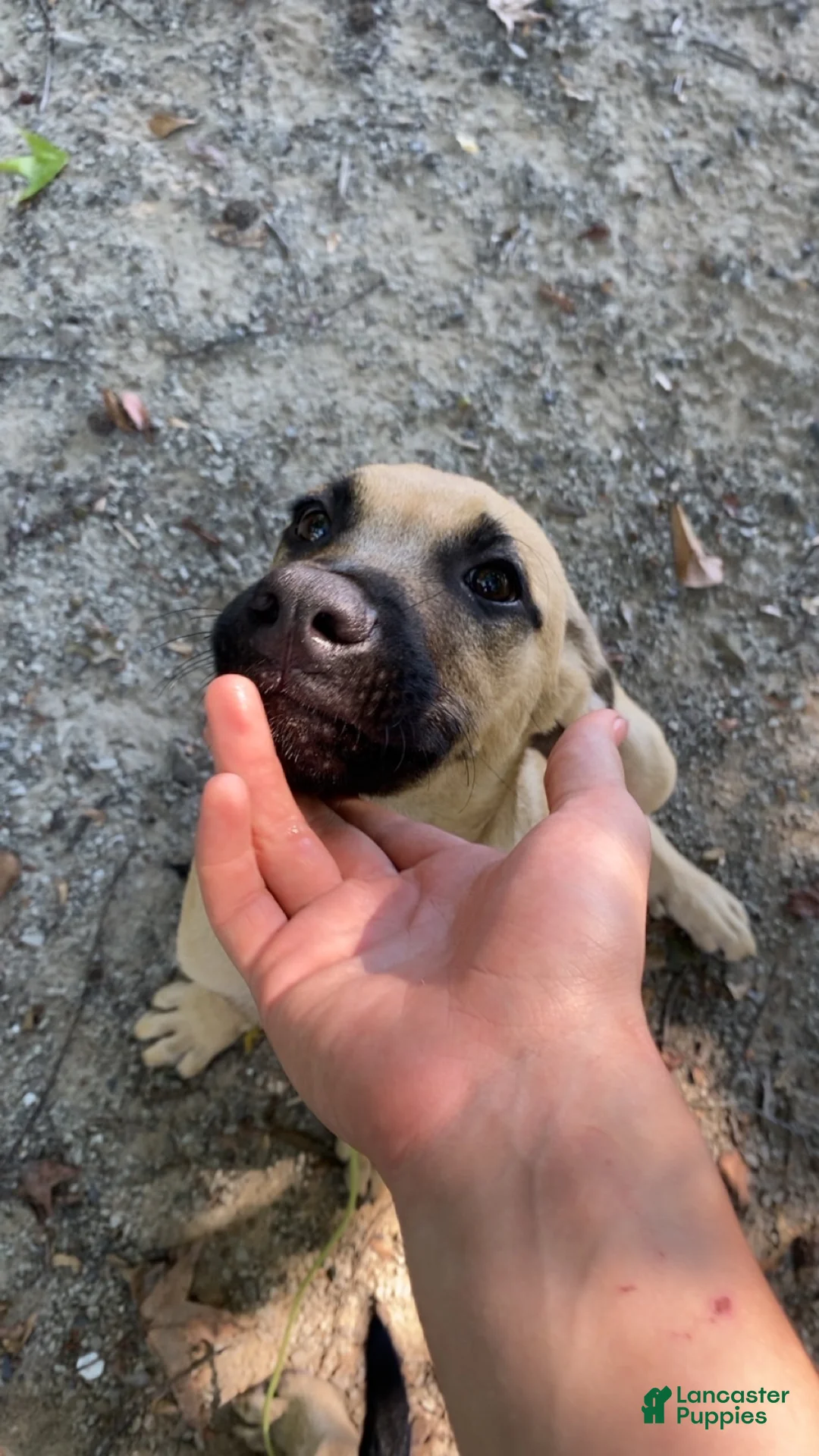 Mixed Breed dogs for sale: Mixed Breed 2 - Ad 1