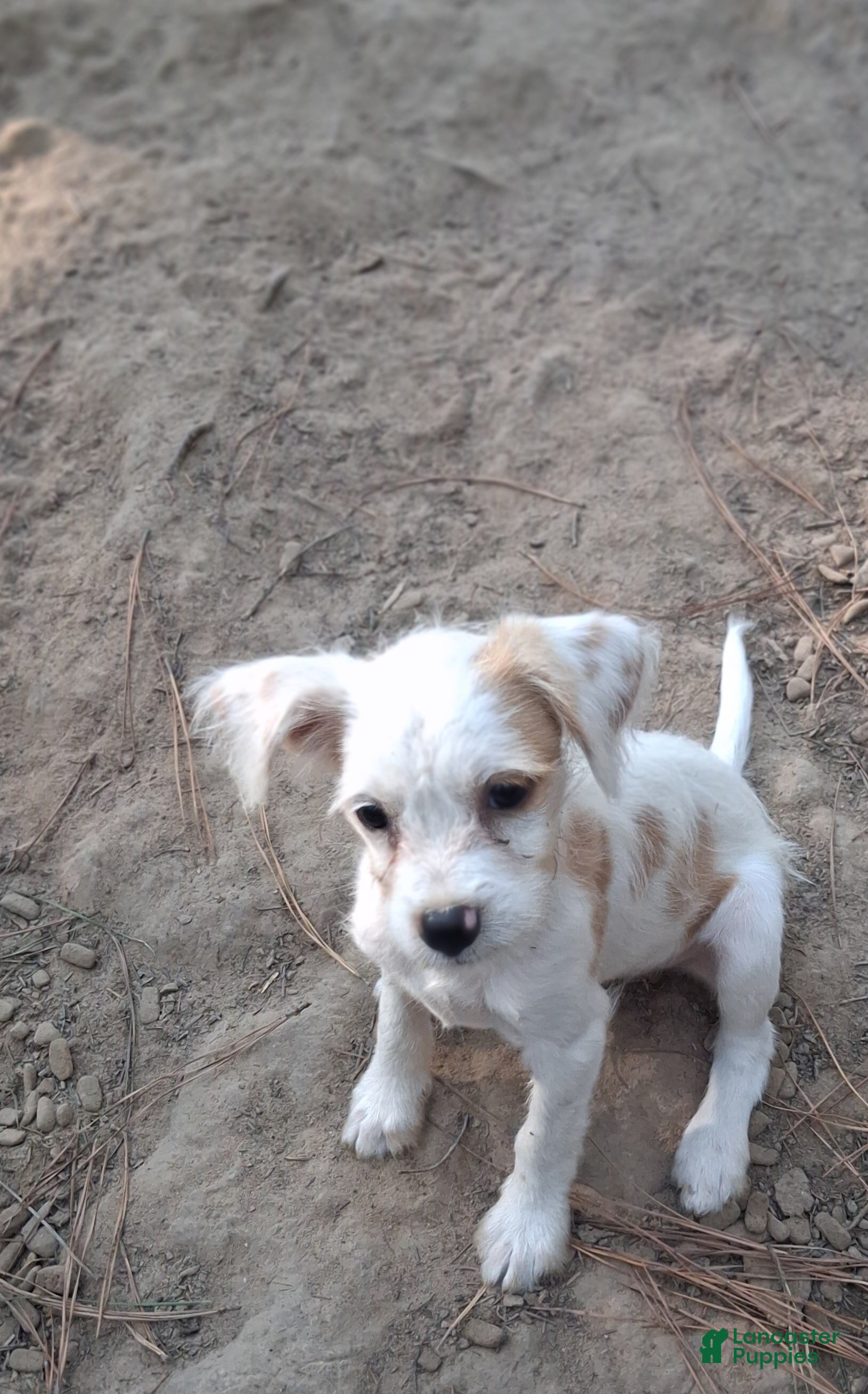 Mixed Breed dogs Mixed Breed 1 - Ad 1