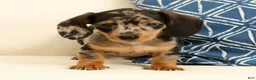 Miniature Dachshund dogs for sale: Winston - Ad 6