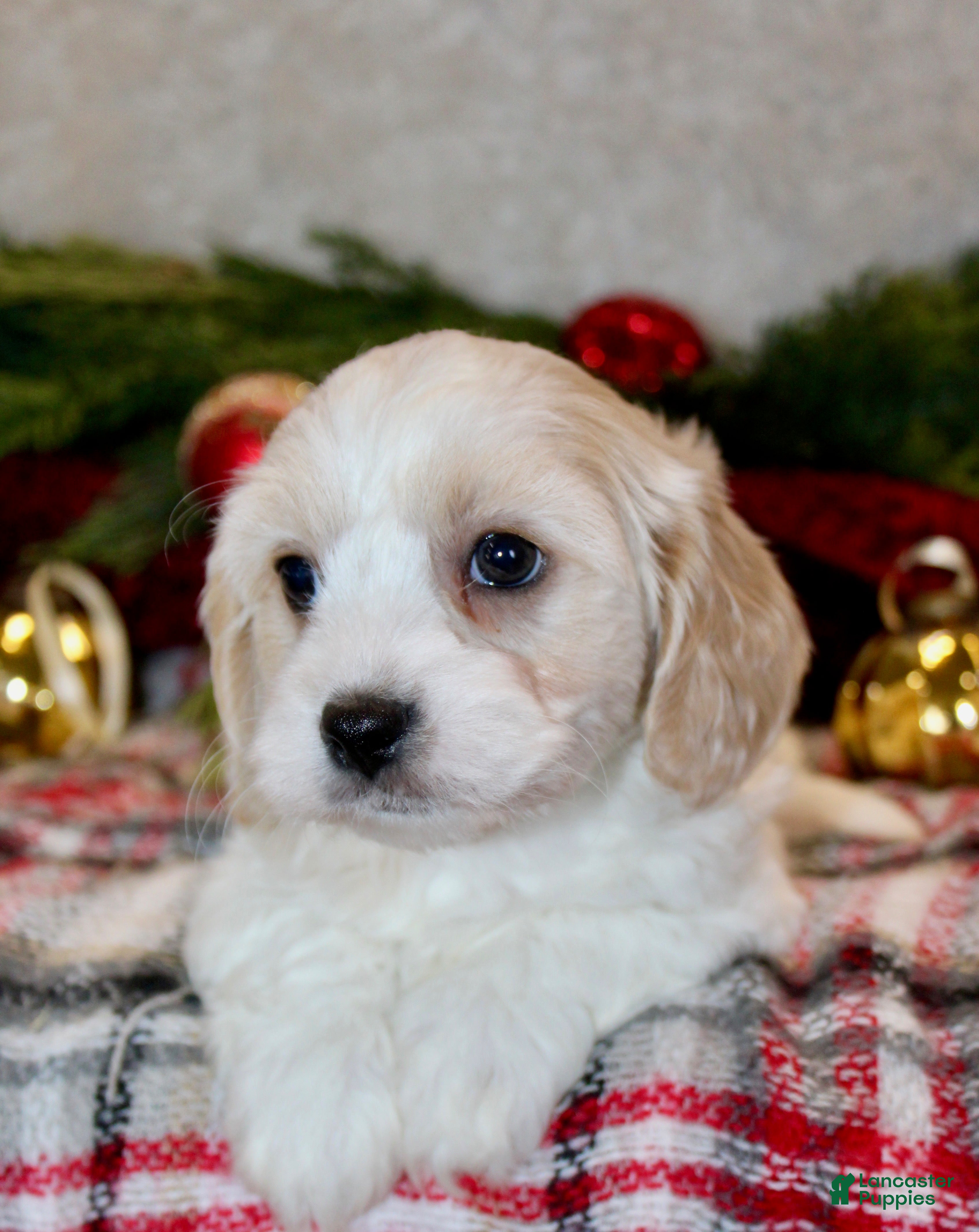 Cavachon dogs Bentley – Male - Ad 2