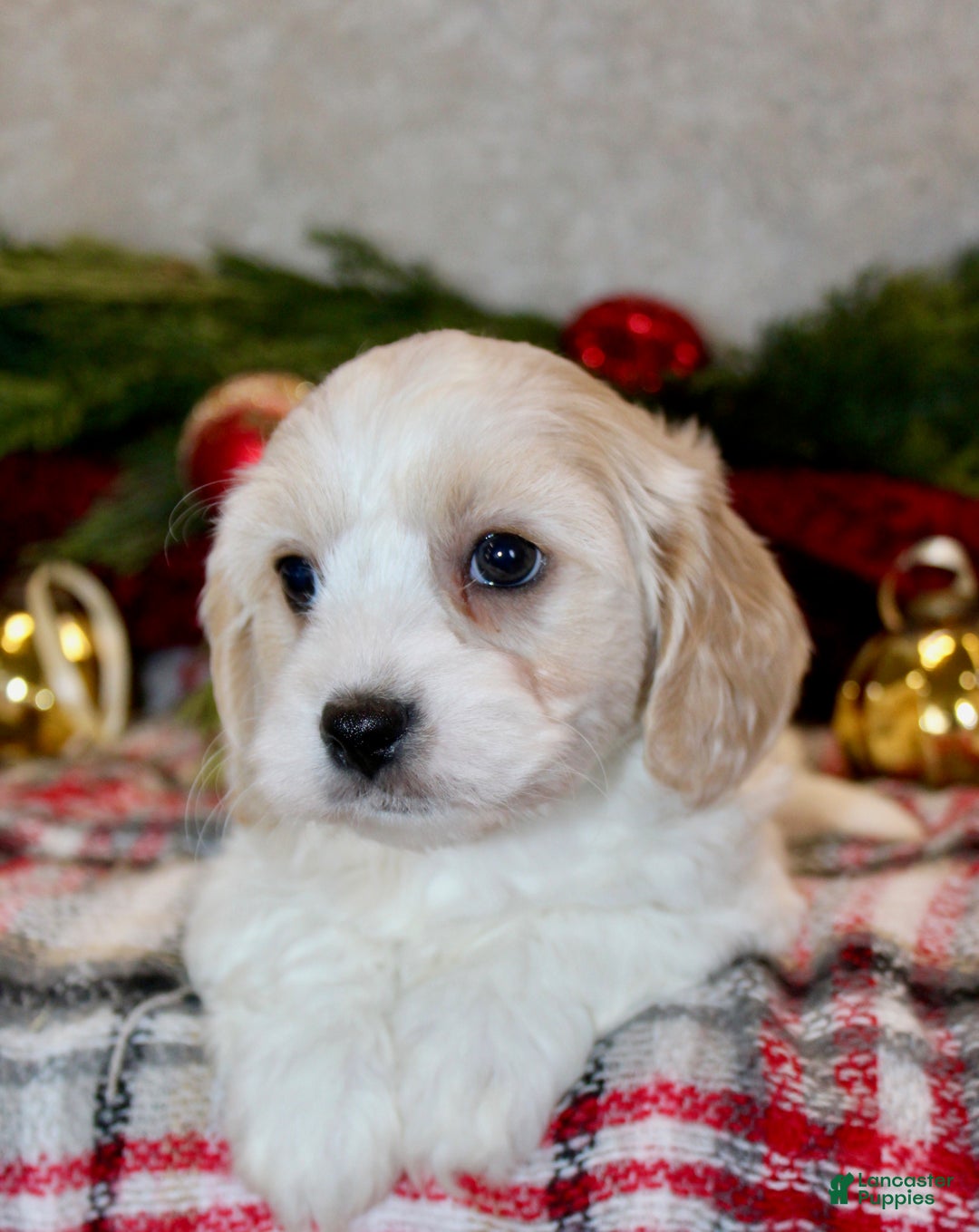 Cavachon dogs for sale: Bentley – Male - Ad 1
