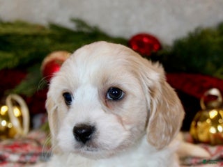 Cavachon dogs Bentley – Male - Ad 22