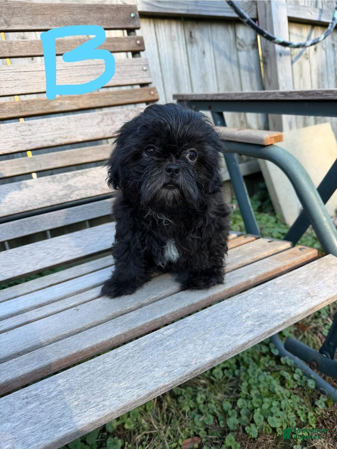 Shih Tzu dogs for sale: Shihtzu - Ad 6