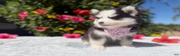 Pomsky dogs for sale: Percy - Ad 2