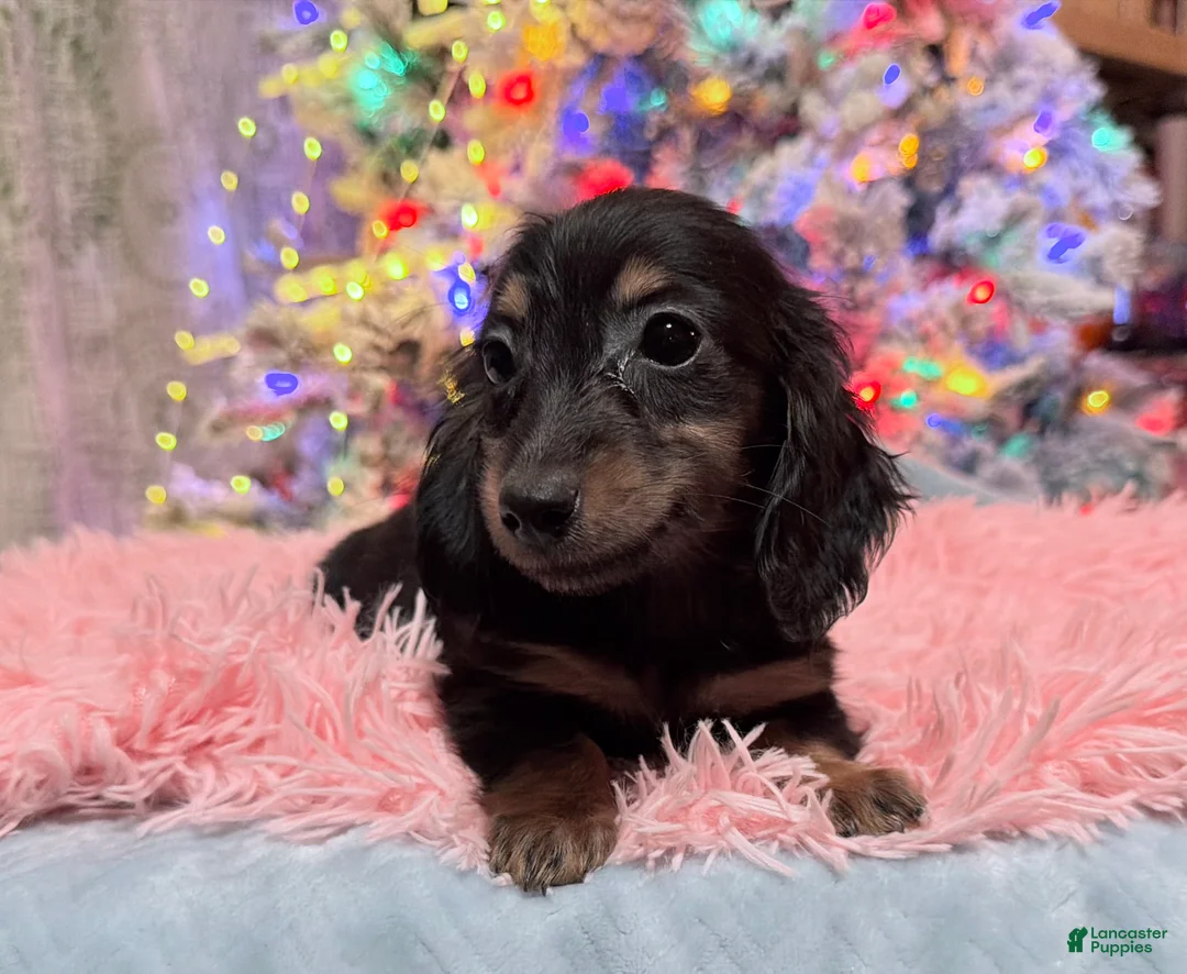 Miniature Dachshund dogs for sale: AKC Russian pra clear - Ad 74