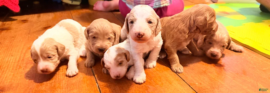Goldendoodle dogs for sale: Tinker  - Ad 2