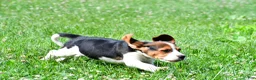 Beagle dogs for sale: Carson - Ad 11