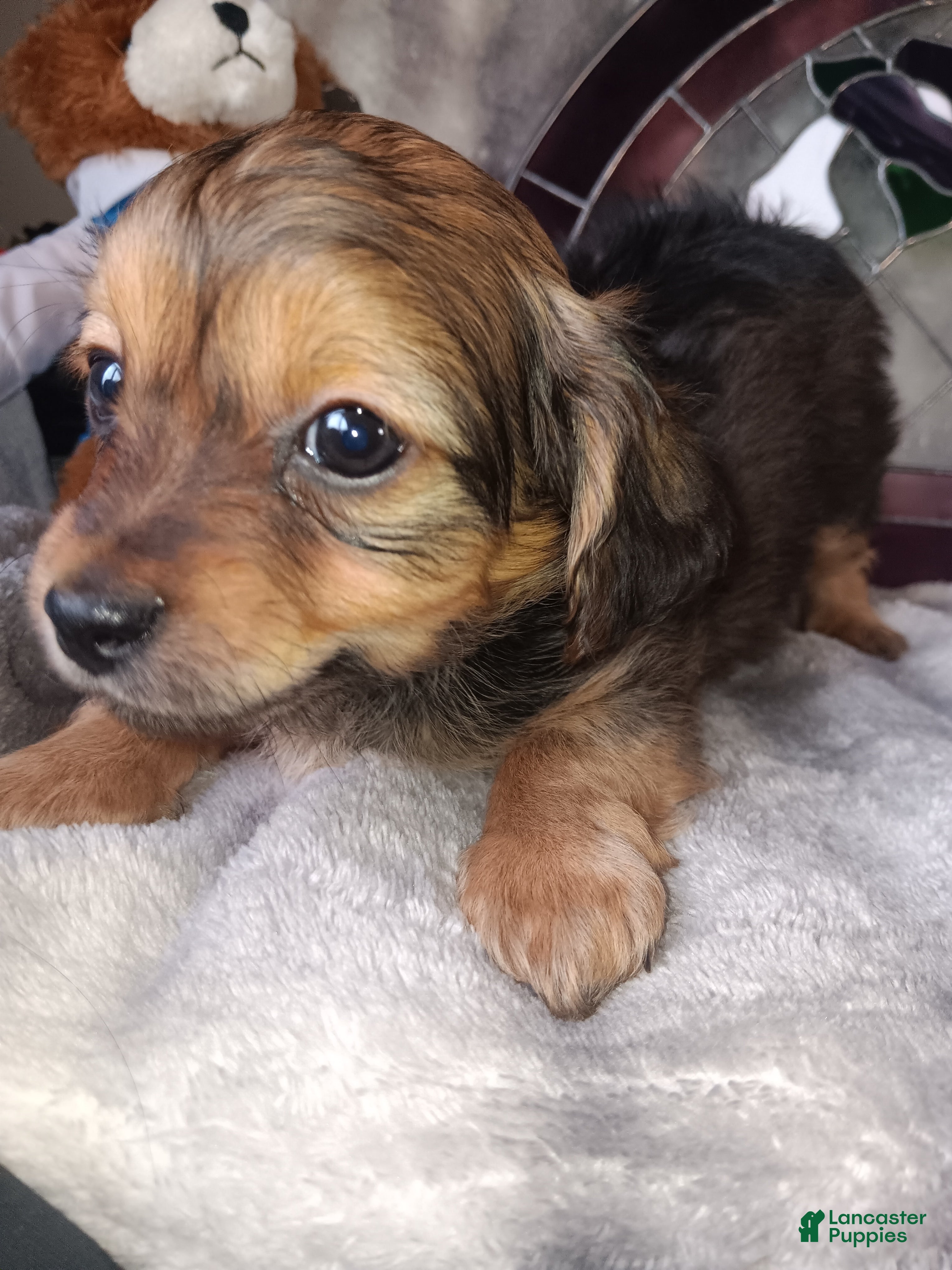 Yorkshire Terrier dogs Yorkshire Terrier Puppy 1 - Ad 1