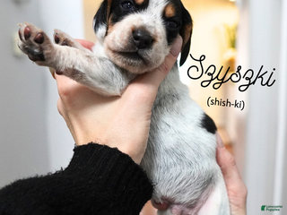 Beagle dogs Szyszki (shish-ki) - Ad 42