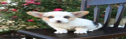 Welsh Corgi Pembroke dogs for sale: Chump - Ad 3