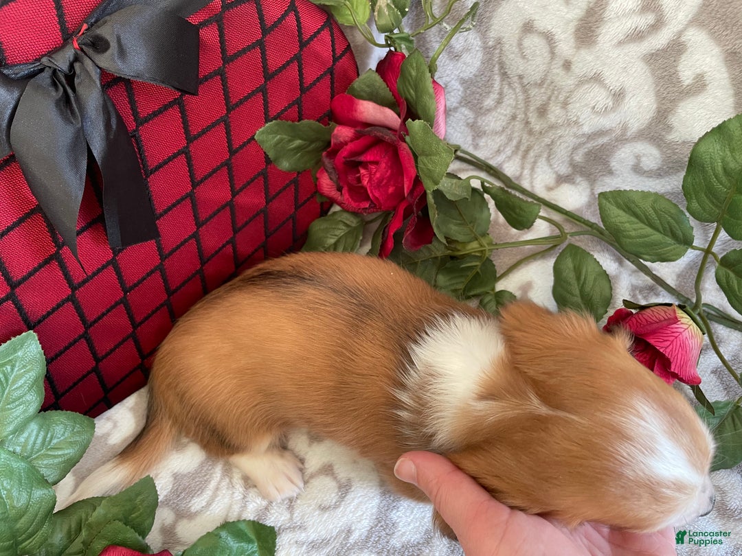 Miniature Dachshund dogs for sale: Brynn - Ad 9