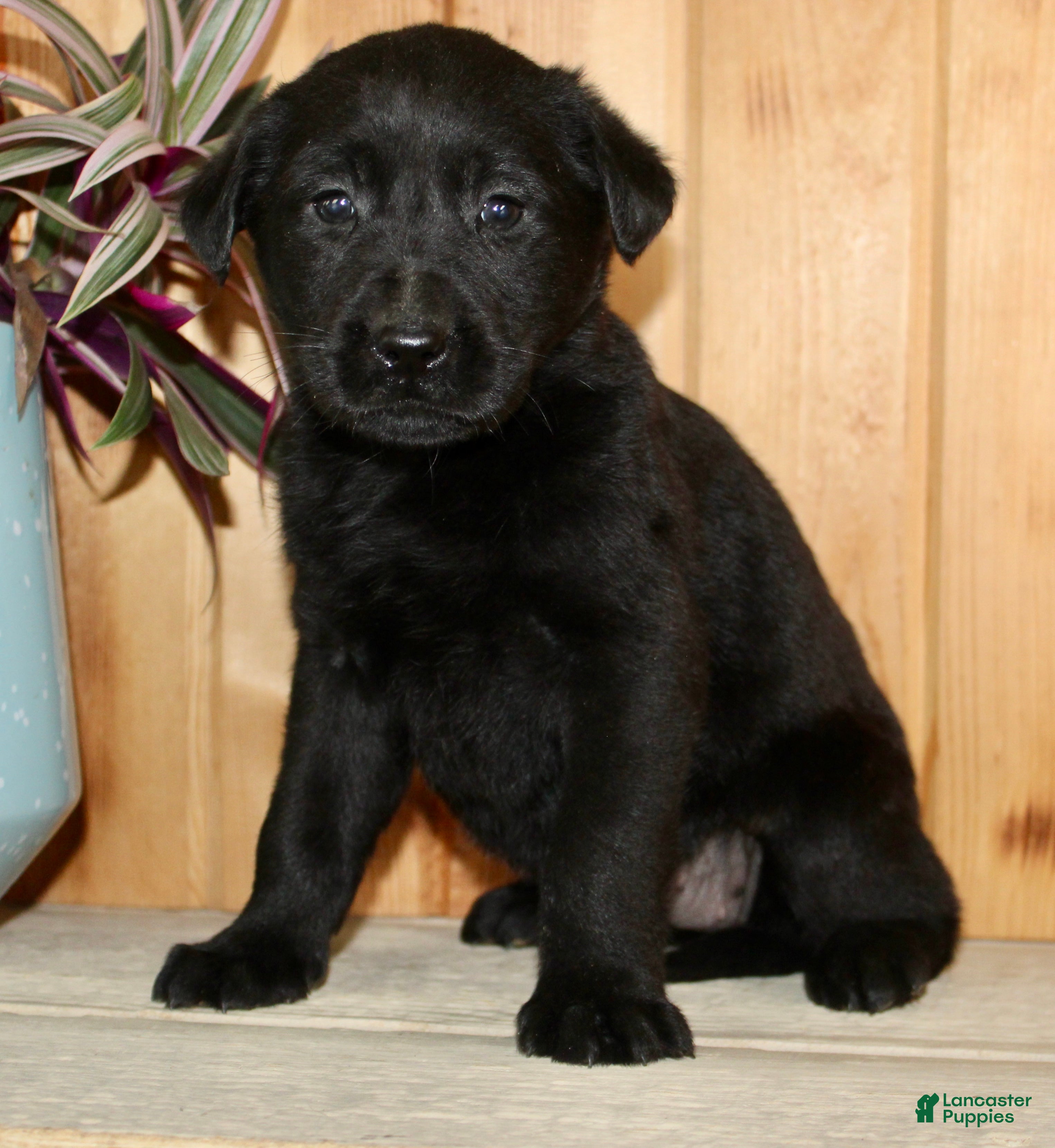 Labrador Retriever dogs Labrador Retriever Puppy 4 - Ad 2