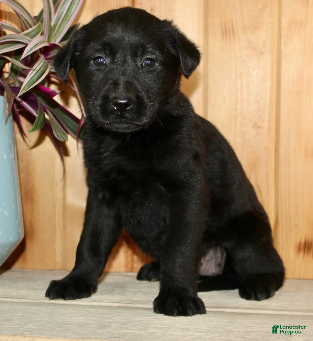 Labrador Retriever dogs for sale: Nola - Ad 2