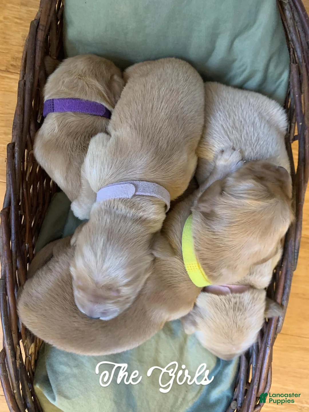 Golden Retriever dogs for sale: Rudy - Ad 7