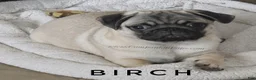 Pug dogs for sale: 15 pound Sweetheart - Birch - Skip Early Puppy Stage! - Ad 12