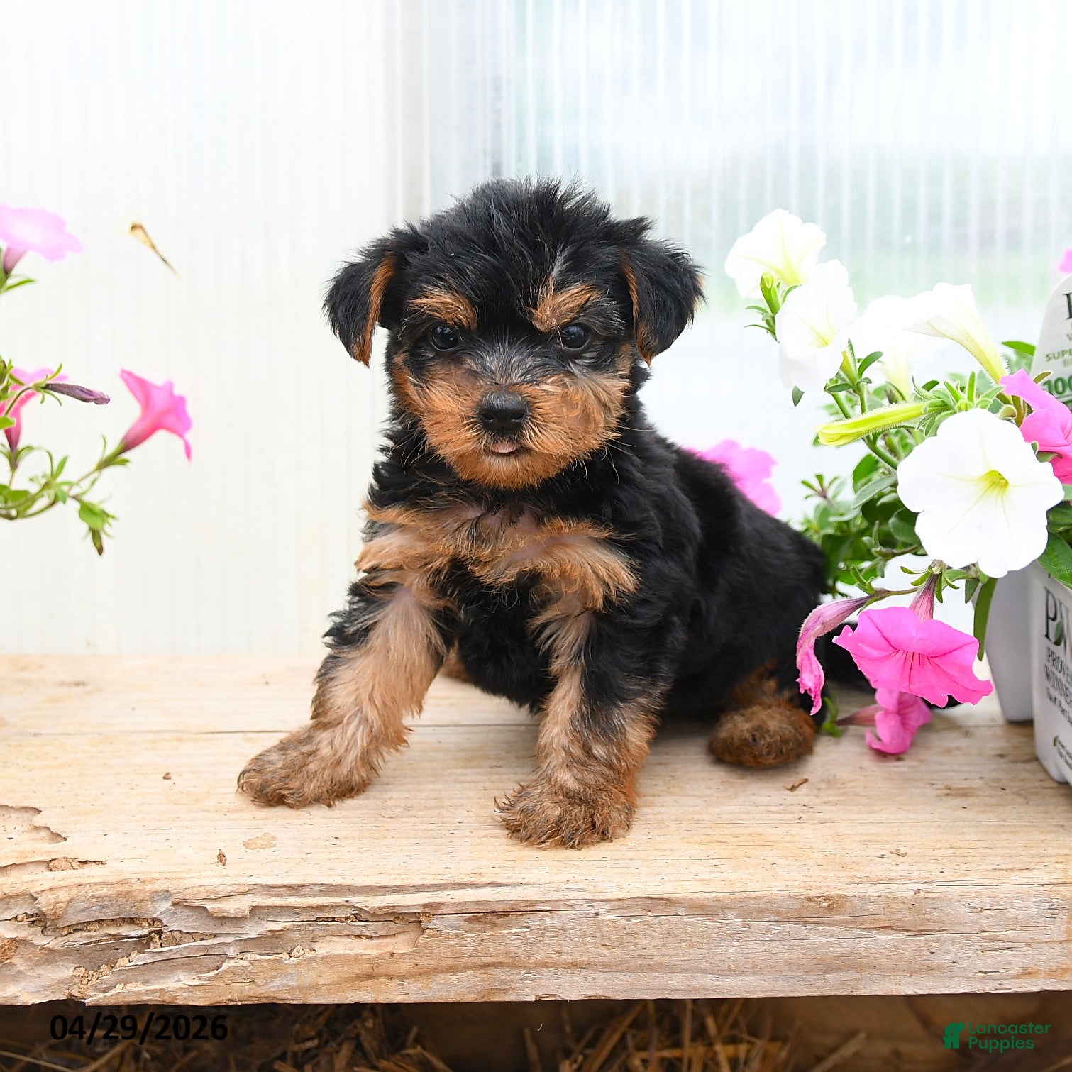 Morkie dogs for sale: Andrew - Ad 4