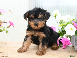 Morkie dogs for sale: Andrew - Ad 4