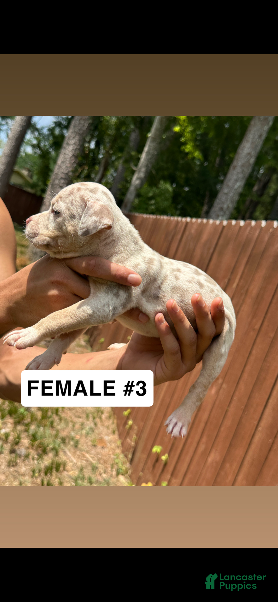 American Bully dogs for sale: American Bully Puppy 2 - Ad 1