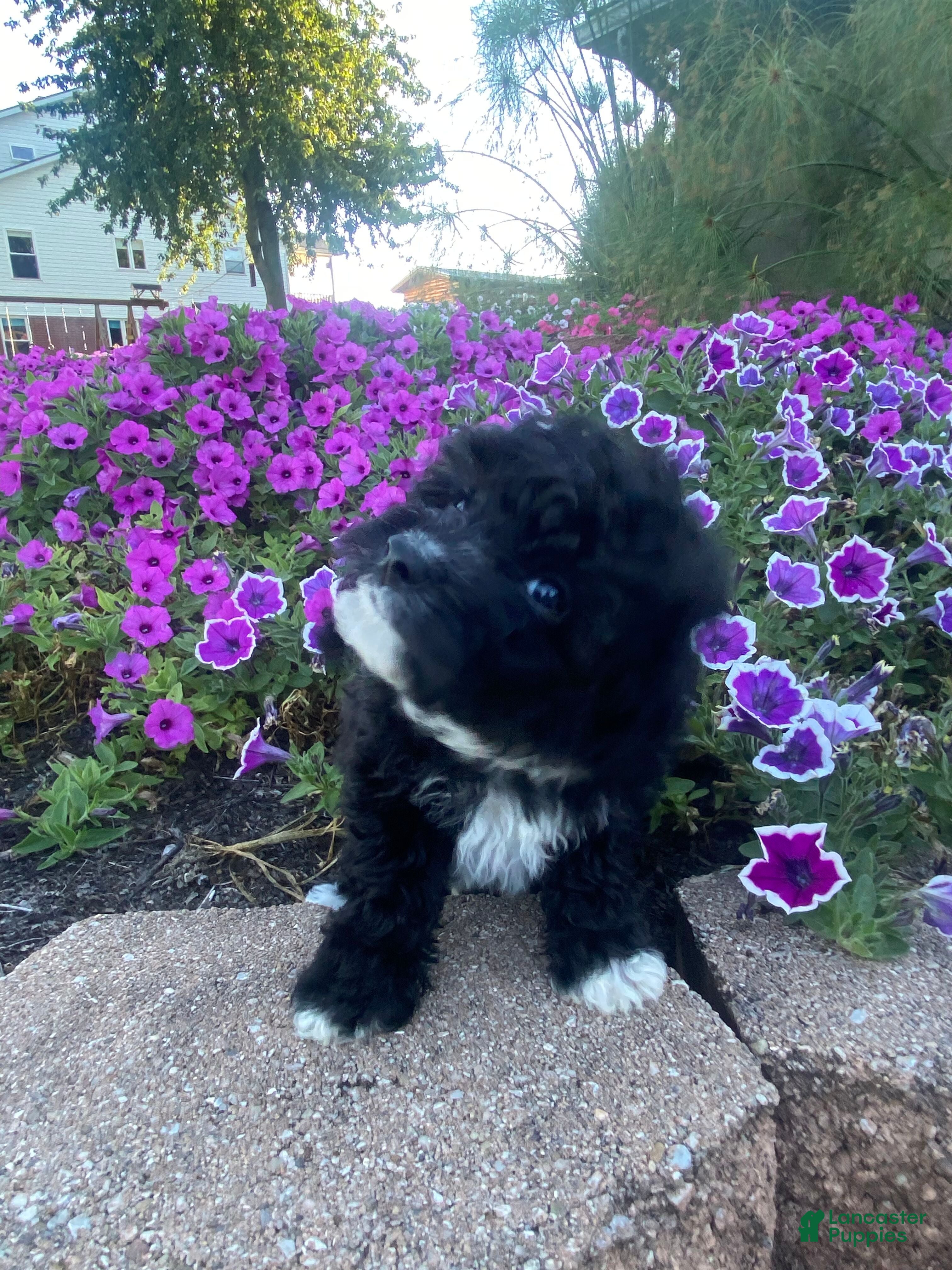 Cavapoo dogs Tommy - Ad 2
