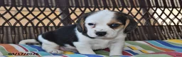Beagle dogs for sale: Oddie - Ad 4