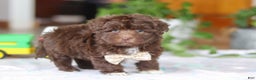 Havanese dogs for sale: Tyler - Ad 6