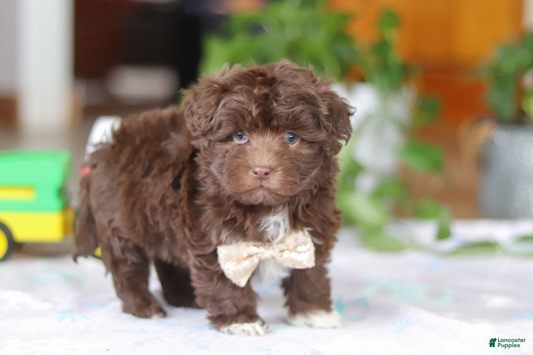 Havanese dogs for sale: Tyler - Ad 6