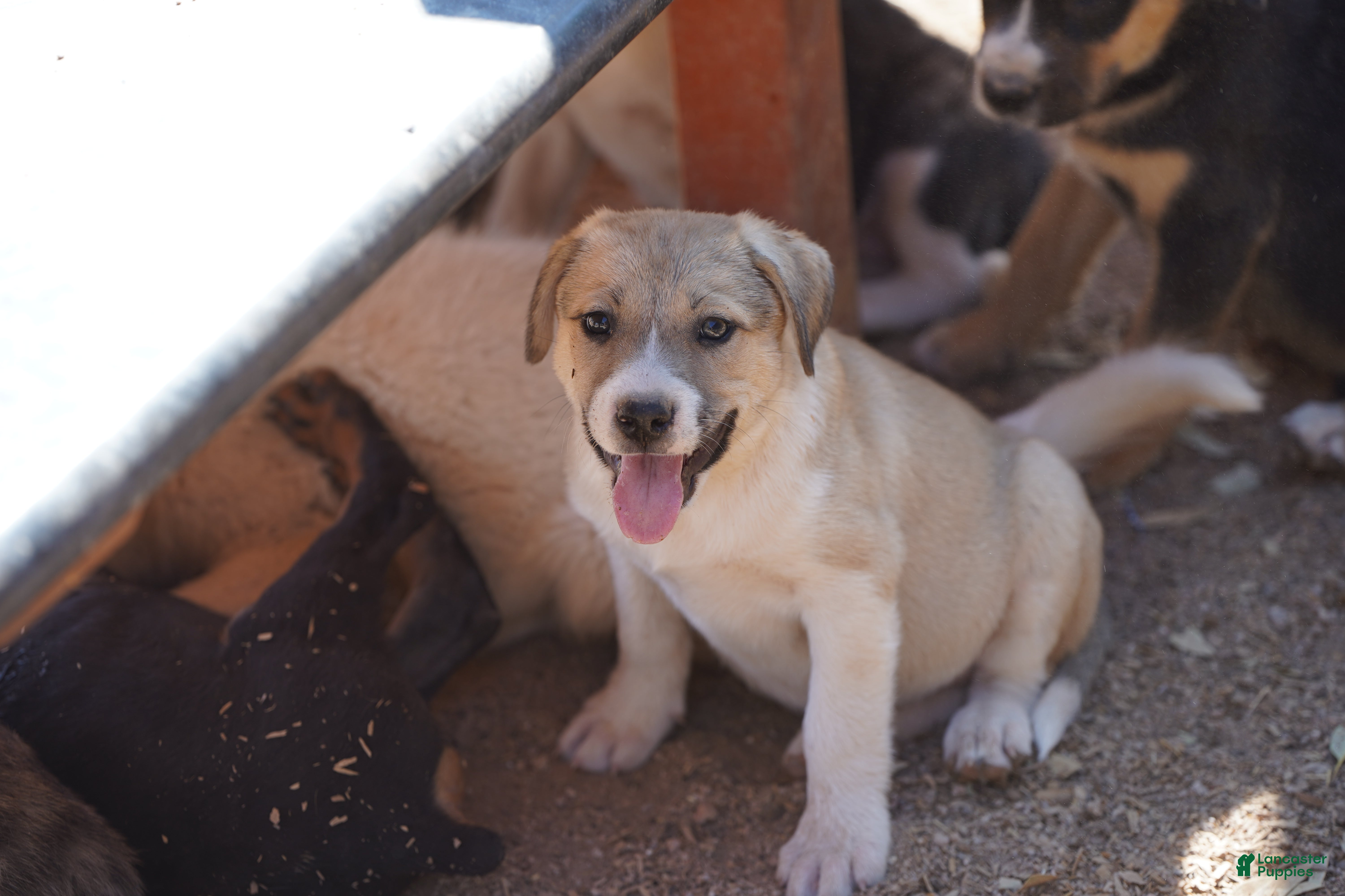 Mixed Breed dogs Bansky Blonde 2 F - Ad 27