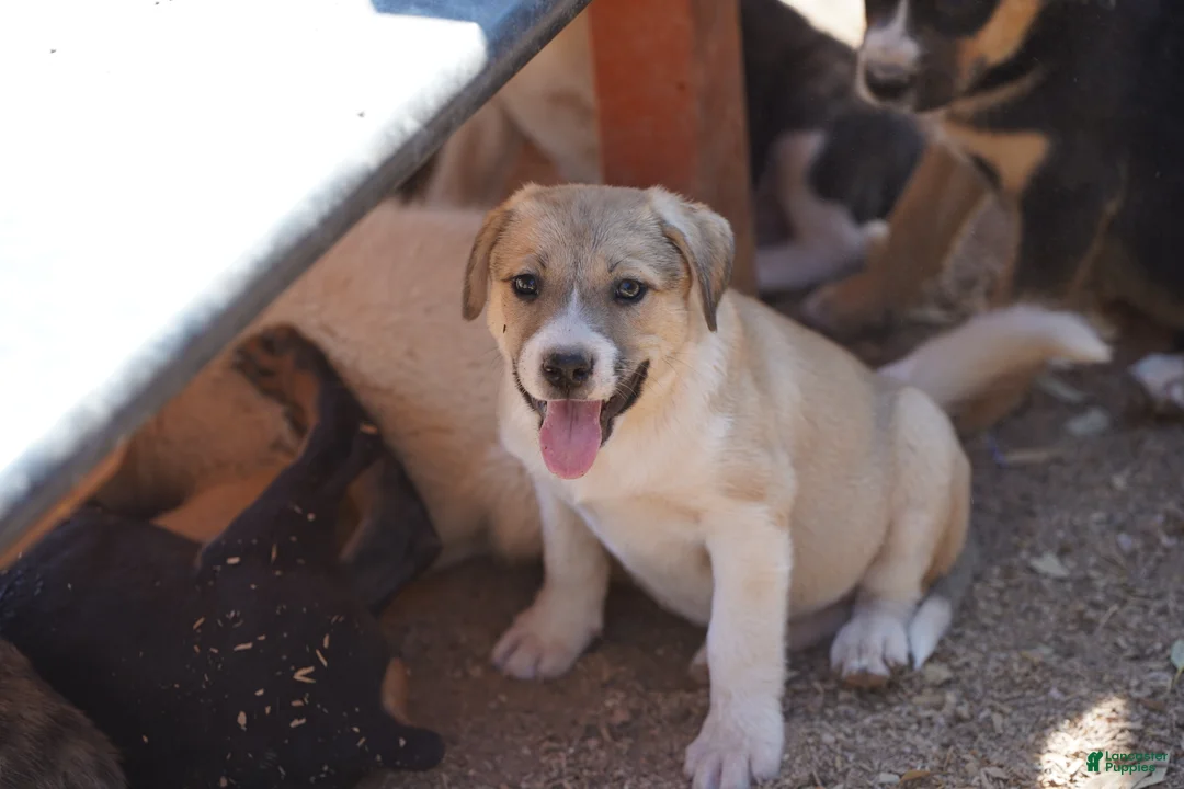 Mixed Breed dogs for sale: Bansky Blonde 2 F - Ad 1