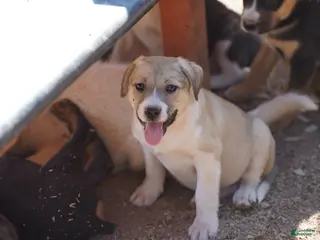 Mixed Breed dogs Bansky Blonde 2 F - Ad 27