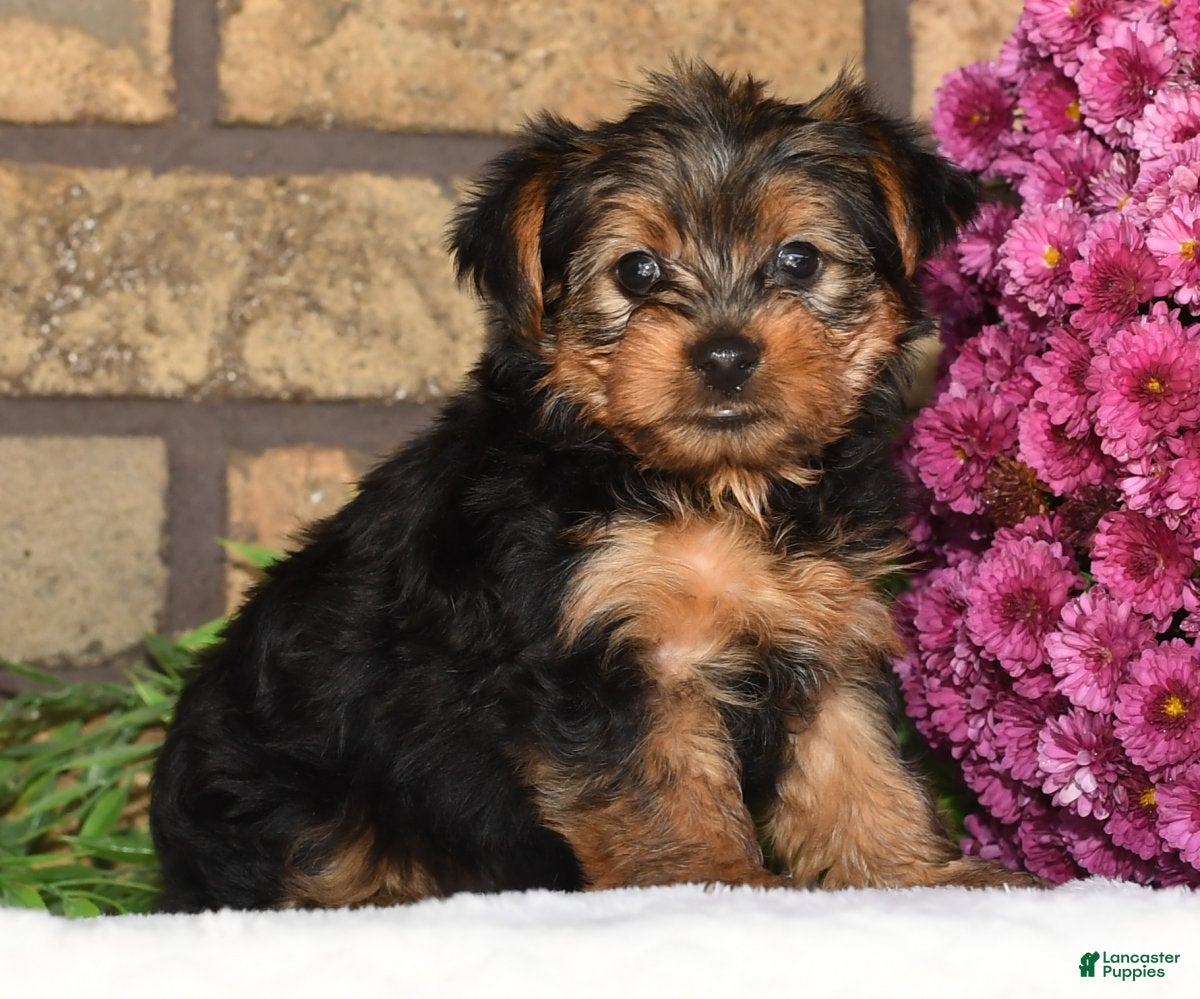 Yorkshire Terrier Puppies for sale in Greenwood, Indiana