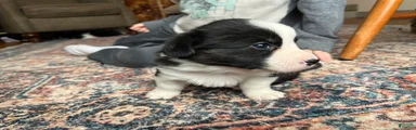 Welsh Corgi Cardigan Puppy 4: Jigawatt