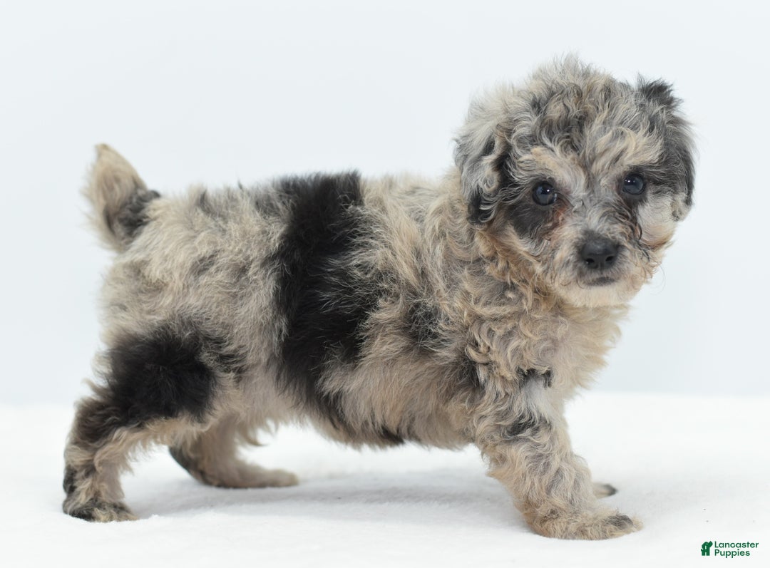 Toy Poodle dogs for sale: Blue merle female toy poodle  - Ad 9
