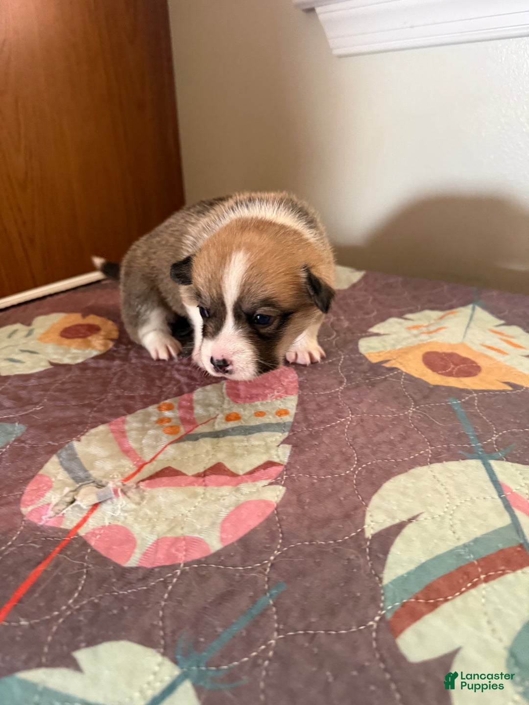 Welsh Corgi Pembroke dogs for sale: Nala - Ad 1