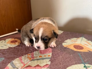 Welsh Corgi Pembroke dogs Nala - Ad 6