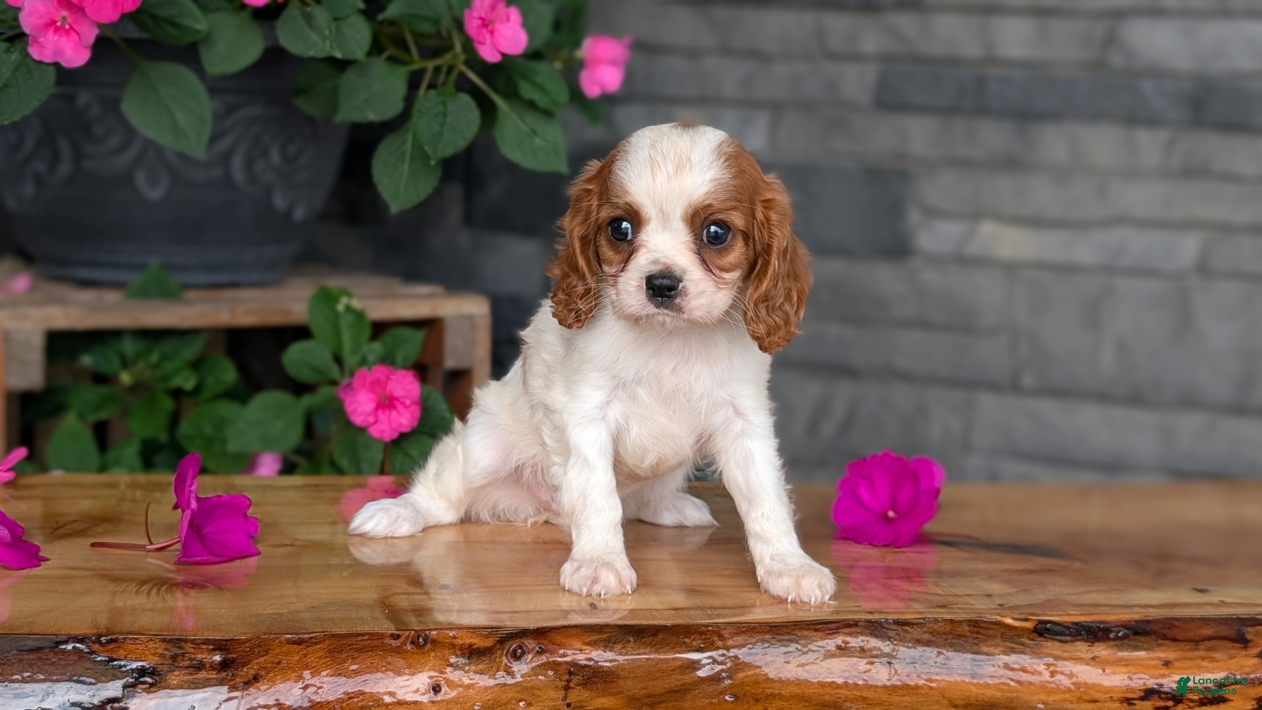Cavalier King Charles Spaniel dogs Ruby - Ad 2