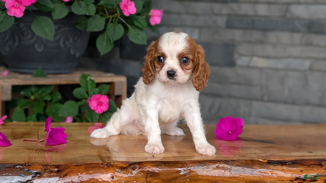 Cavalier King Charles Spaniel dogs for sale: Ruby - Ad 2