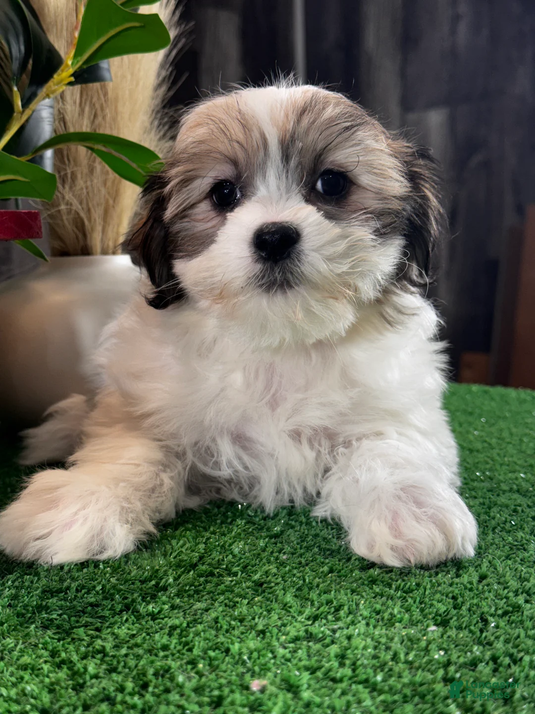 Teddy Bear dogs for sale: Jazzy  - Ad 5