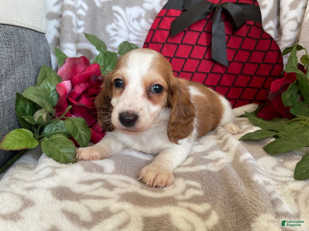 Miniature Dachshund dogs for sale: Baxter - Ad 6