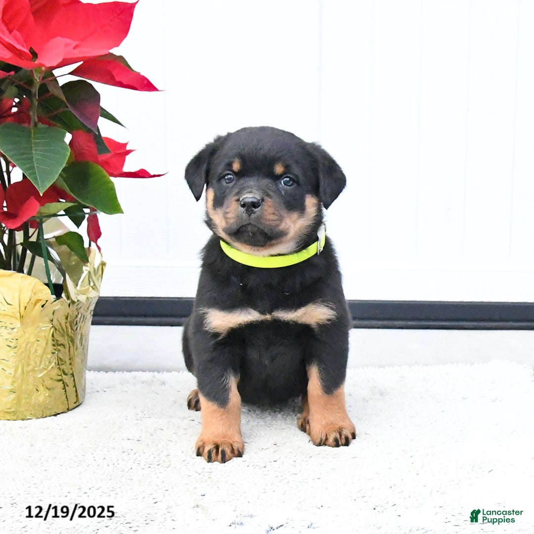 Rottweiler dogs for sale: Tango - Ad 3
