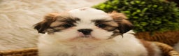 Shih Tzu dogs for sale: Bud - Ad 8