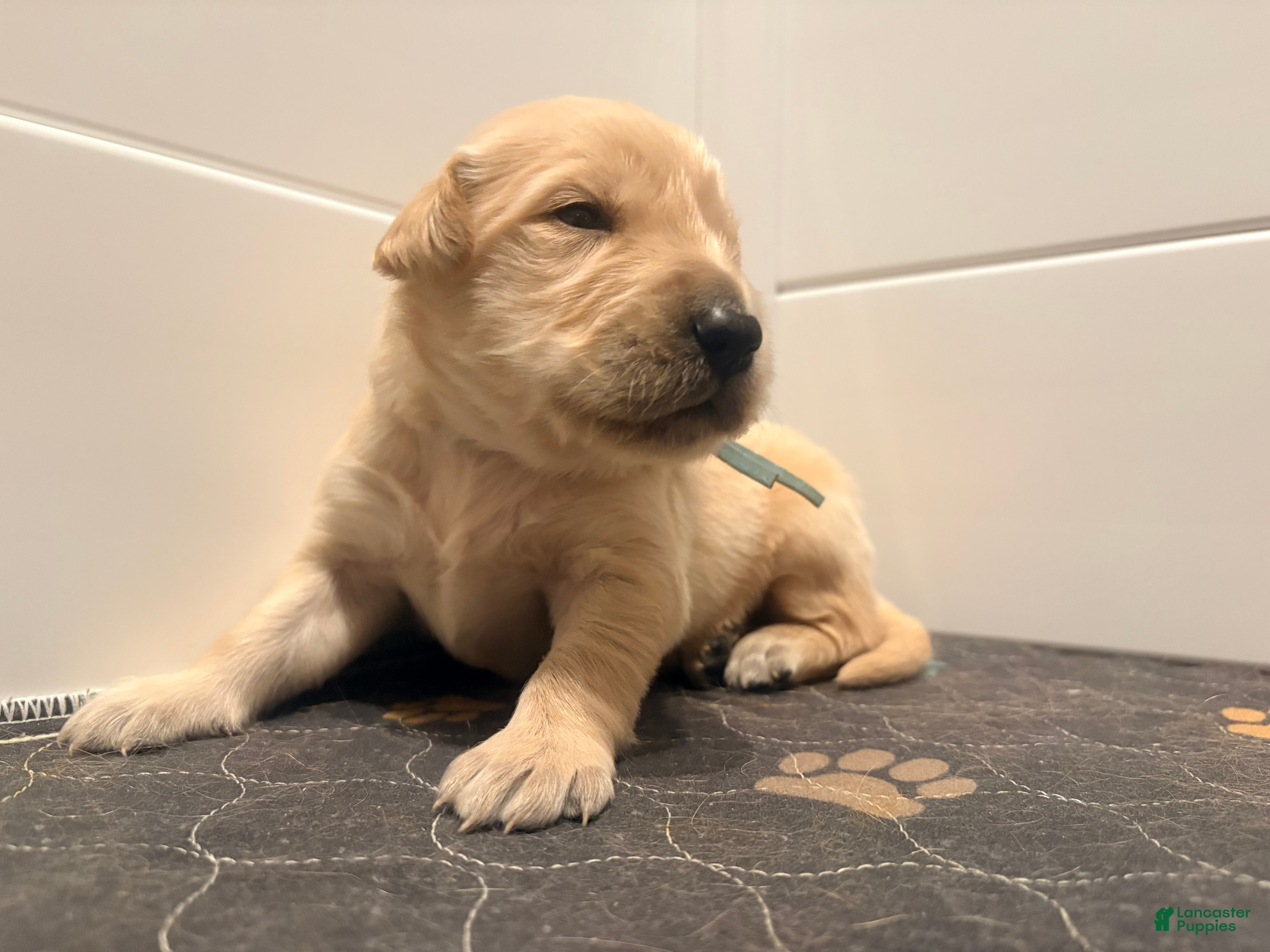 Golden Retriever dogs for sale: Golden light blue  - Ad 2