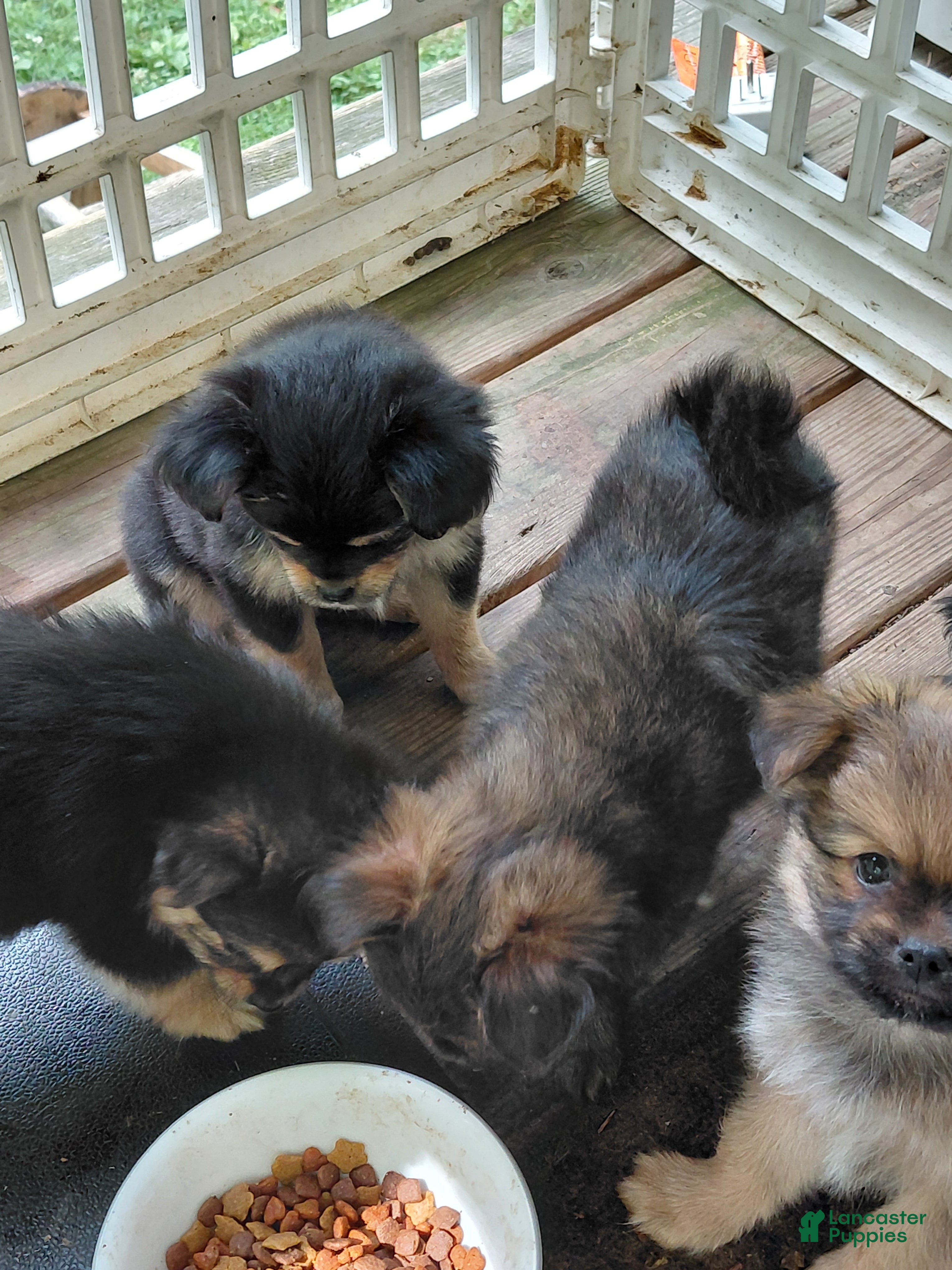 Mixed Breed dogs Molly Pitcher - Ad 2