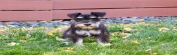 Miniature Schnauzer dogs for sale: Mercy - Ad 2