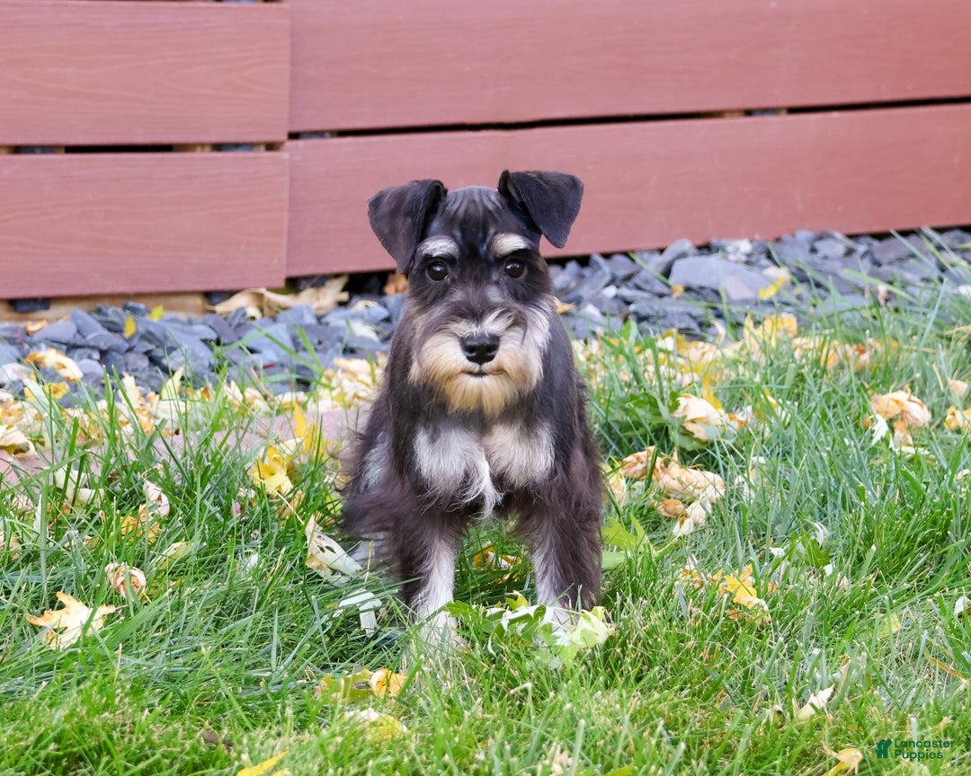 Miniature Schnauzer dogs for sale: Mercy - Ad 2