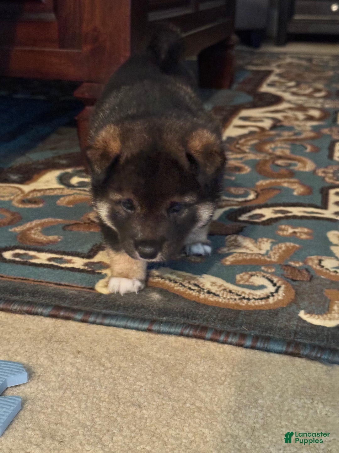 Shiba Inu dogs for sale: Shiba Inu Puppy 1 - Ad 13