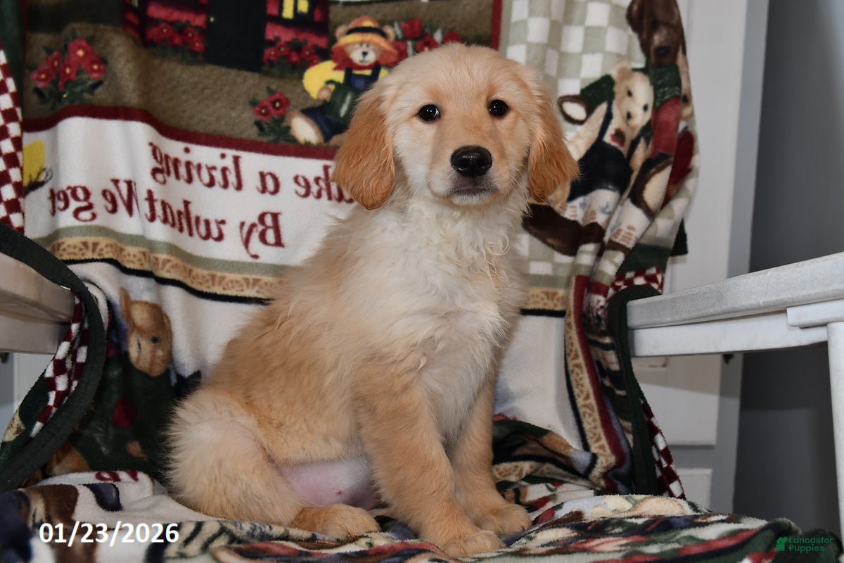 Mixed Breed dogs Ellie - Ad 6