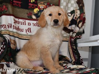 Mixed Breed dogs Ellie - Ad 6