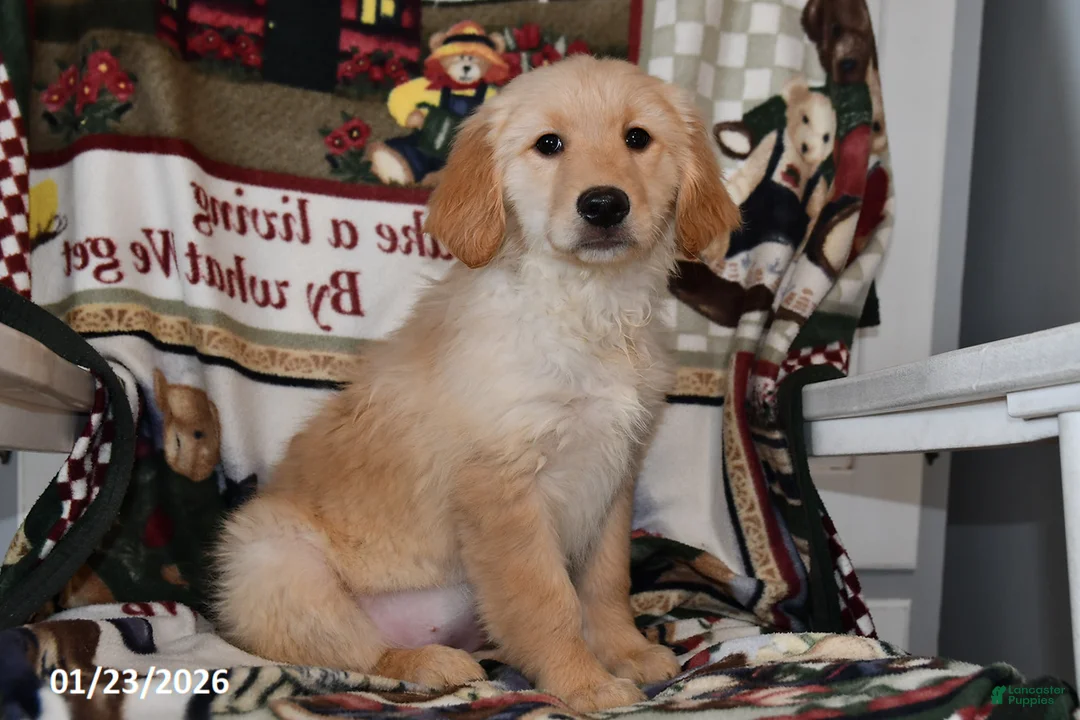 Mixed Breed dogs for sale: Ellie - Ad 1